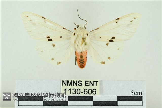 菊池污燈蛾藏品圖，第1張