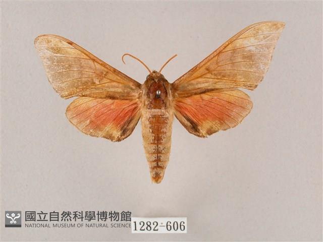 榆綠天蛾藏品圖，第1張