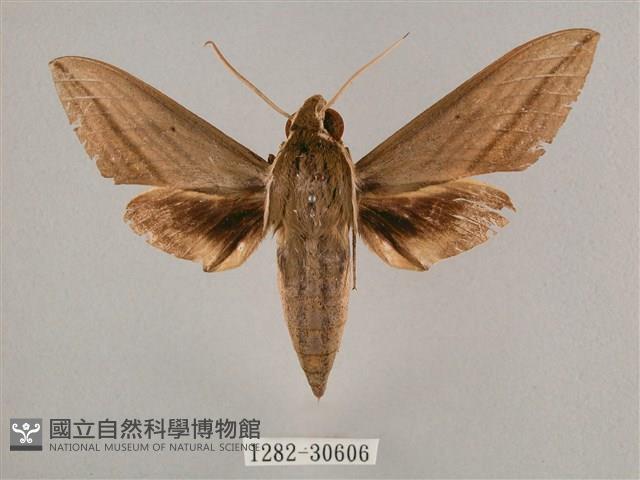 背帶斜紋天蛾藏品圖，第1張