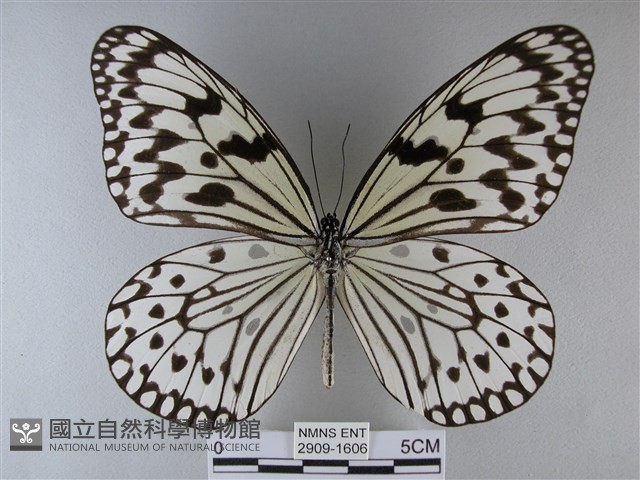 大白斑蝶藏品圖，第1張