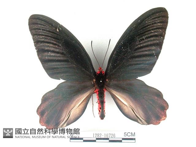 曙鳳蝶藏品圖，第1張