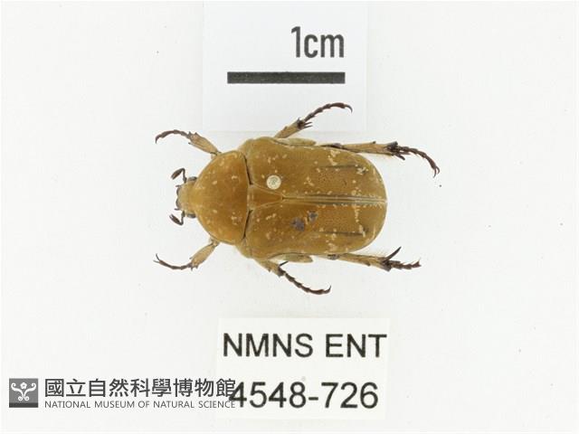 銅點花金龜藏品圖，第1張