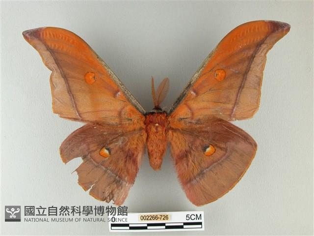 紅目天蠶蛾藏品圖，第1張