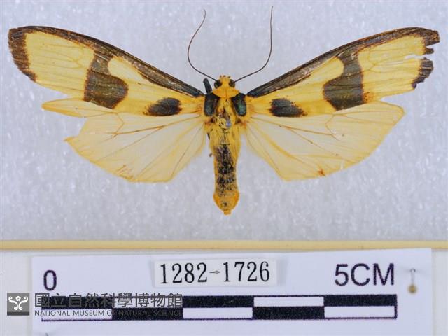 閃光苔蛾藏品圖，第1張