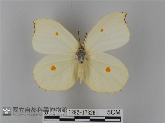 圓翅鉤粉蝶藏品圖，第1張