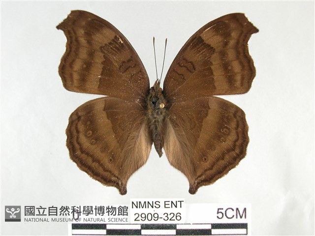 黯眼蛺蝶藏品圖，第1張