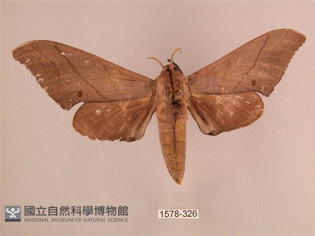 直翅六點天蛾藏品圖，第1張