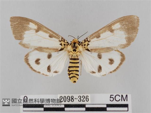 長斑擬燈蛾藏品圖，第1張
