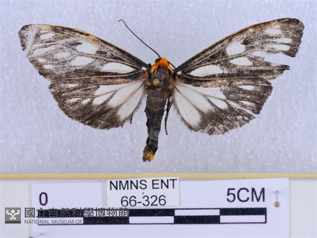 巨網燈蛾藏品圖，第1張