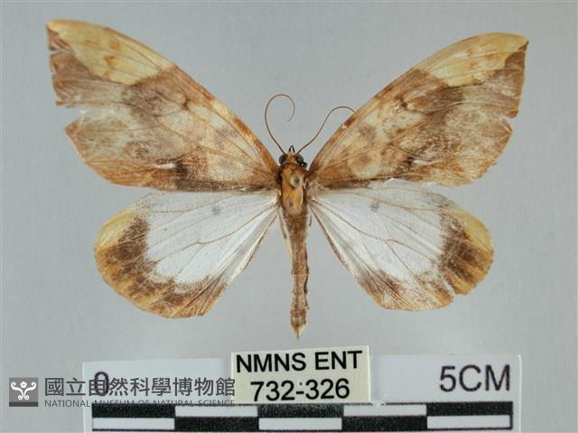 枯葉尺蛾藏品圖，第1張