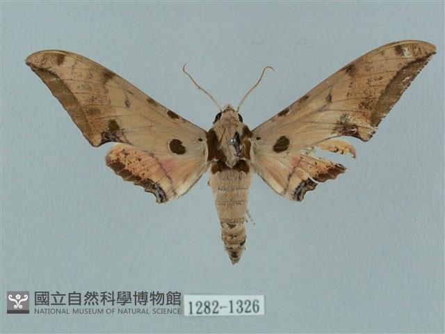 廣東鷹翅天蛾藏品圖，第1張