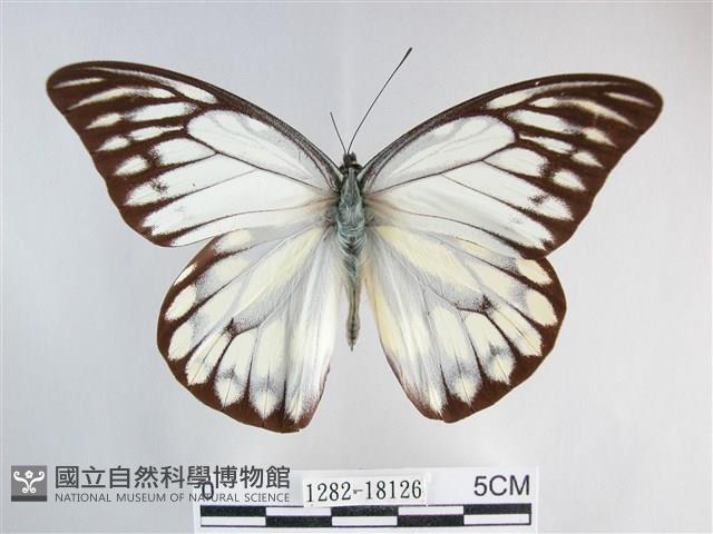 鋸粉蝶藏品圖，第1張