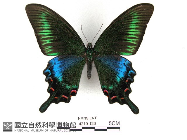 翠鳳蝶蘭嶼亞種藏品圖，第1張