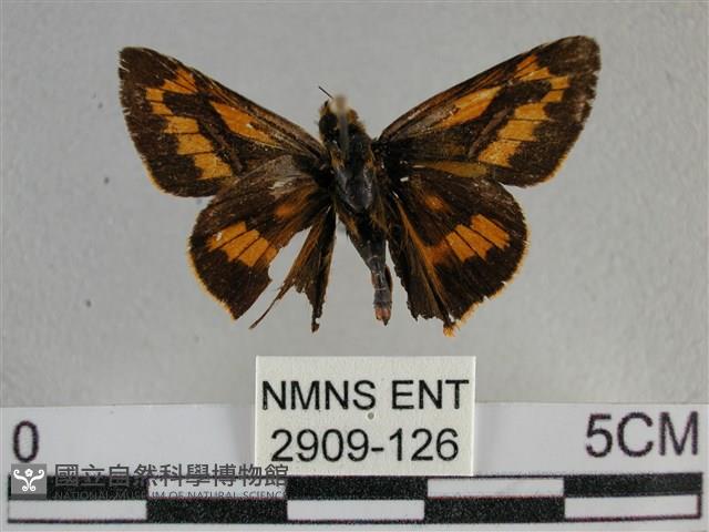 寬邊橙斑弄蝶藏品圖，第1張