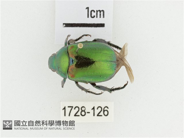 艷金龜藏品圖，第1張