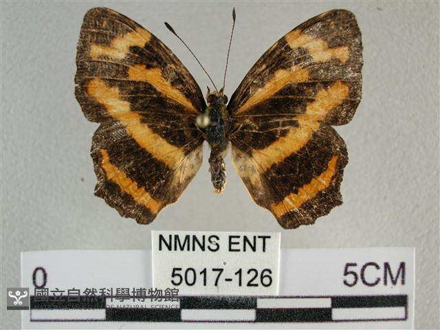 黃豹盛蛺蝶藏品圖，第1張