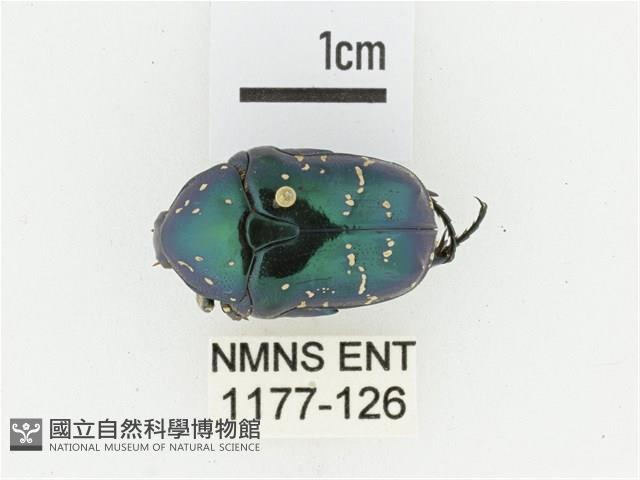 藍艷白點花金龜藏品圖，第1張