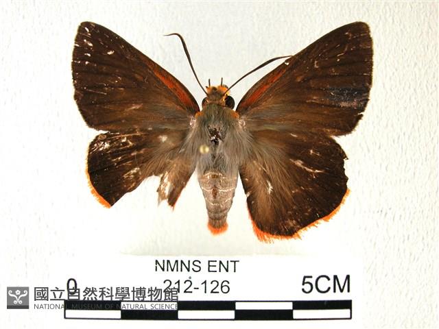 黑齒紋灰褐尺蛾藏品圖，第1張