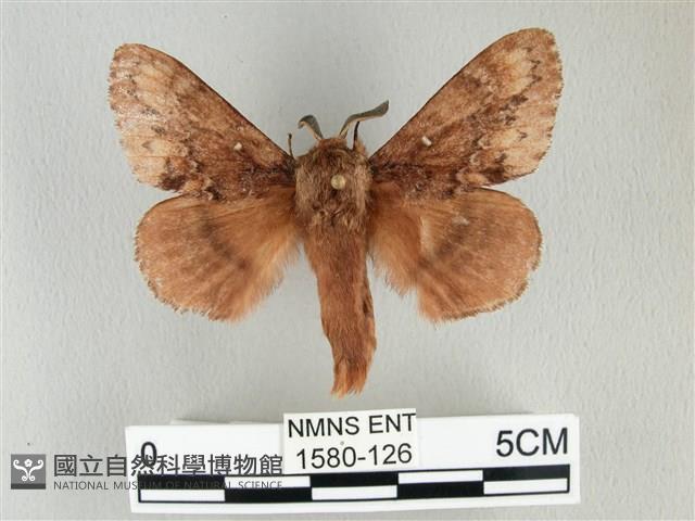 臺灣鋸紋枯葉蛾藏品圖，第1張