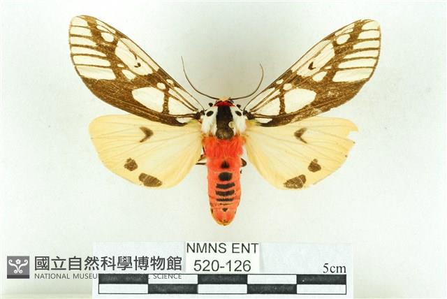 乳白斑燈蛾藏品圖，第1張