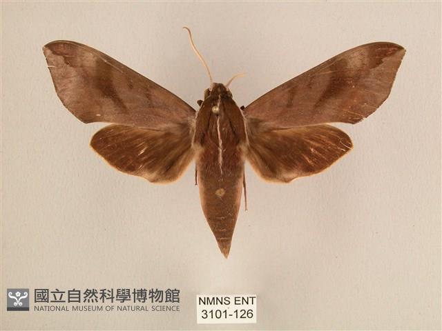 背中白天蛾藏品圖，第1張