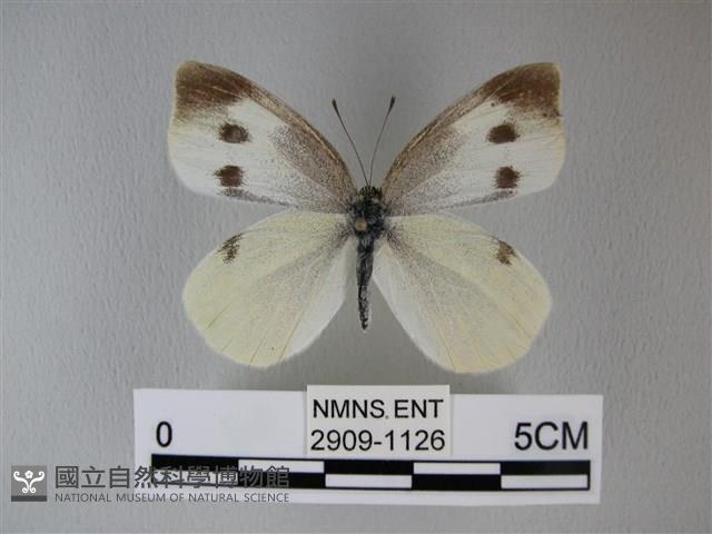 白粉蝶、紋白蝶藏品圖，第1張