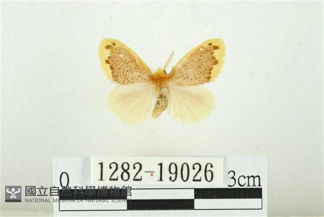黑翅黃毒蛾藏品圖，第1張