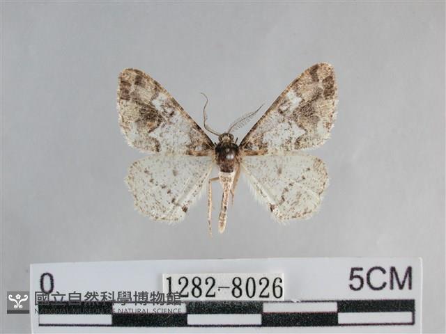 雙峰霜尺蛾藏品圖，第1張
