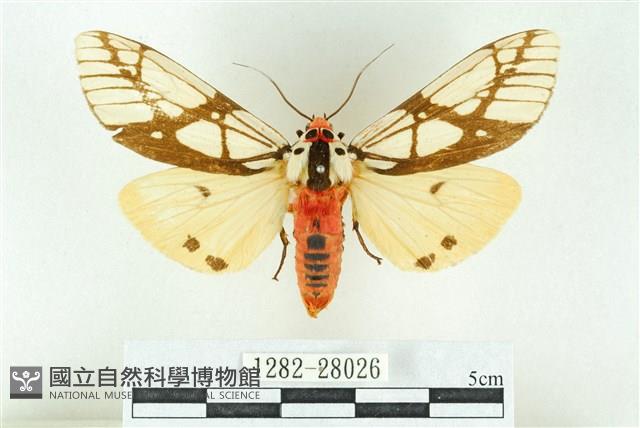 乳白斑燈蛾藏品圖，第1張