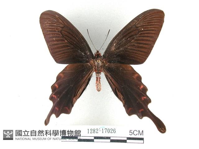 麝鳳蝶藏品圖，第1張