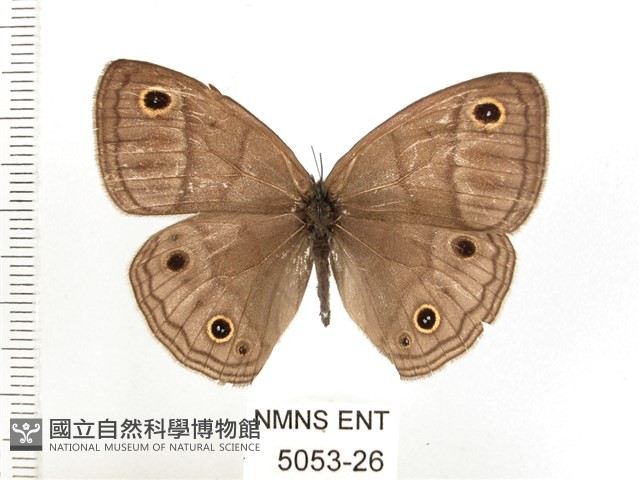 古眼蝶藏品圖，第1張