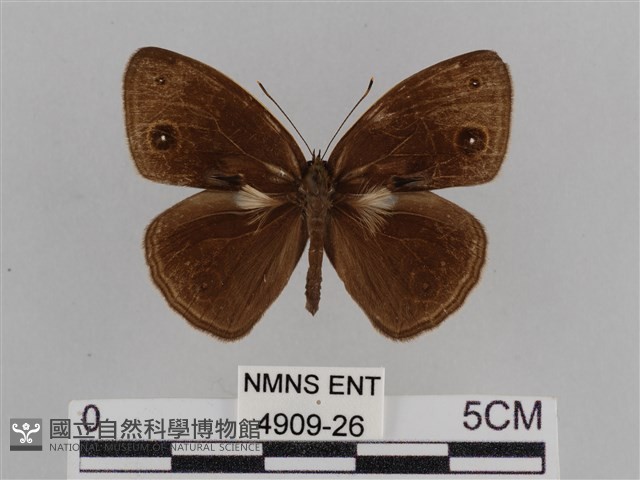 紫帶眉眼蝶藏品圖，第1張