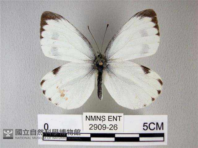 緣點白粉蝶藏品圖，第1張
