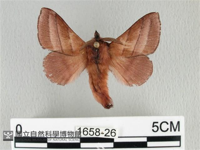 川邊氏枯葉蛾藏品圖，第1張