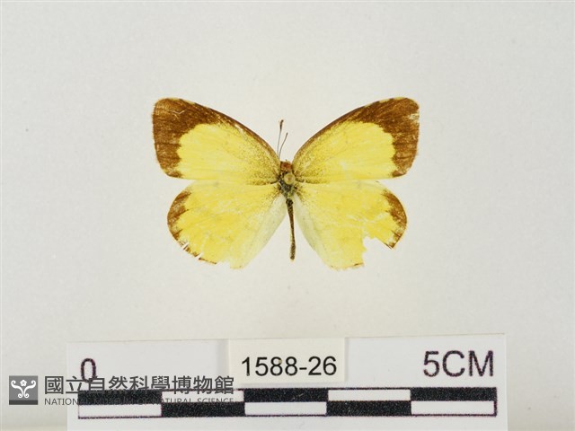 星黃蝶藏品圖，第1張