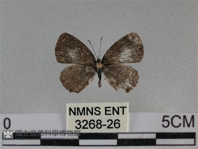 黑星灰蝶藏品圖，第1張