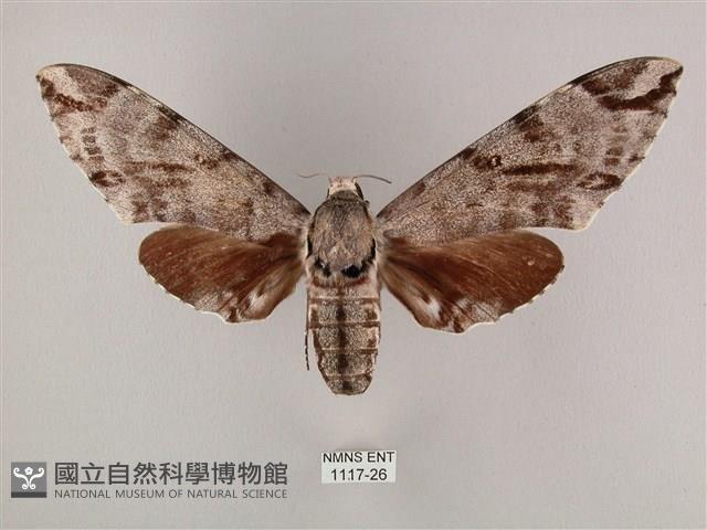 粗斜紋天蛾藏品圖，第1張