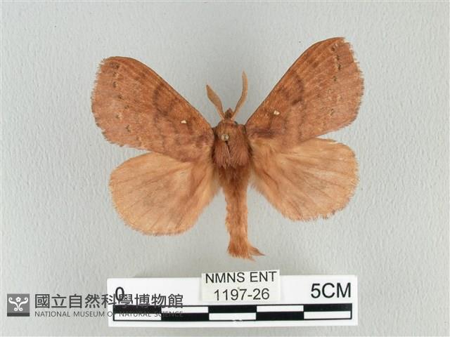 波紋枯葉蛾藏品圖，第1張