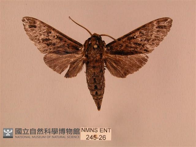 白星天蛾藏品圖，第1張