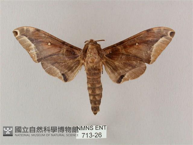 白點天蛾 藏品圖，第1張