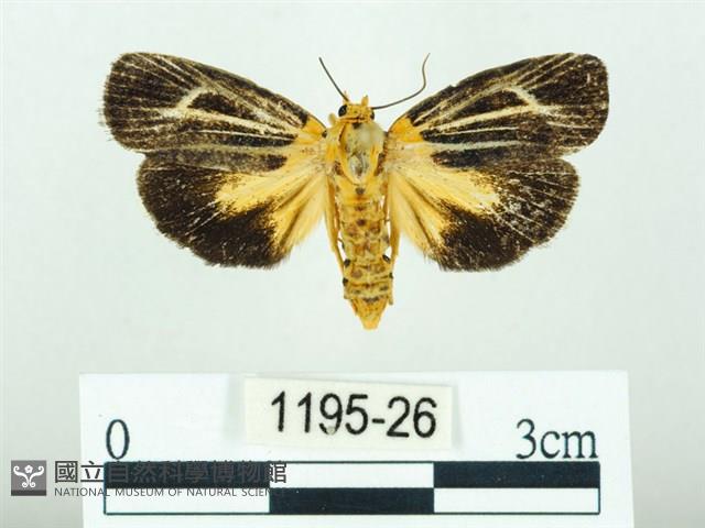 黃肩奇蛾藏品圖，第1張