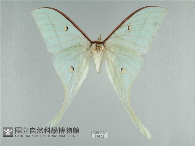 長尾水青蛾藏品圖，第1張