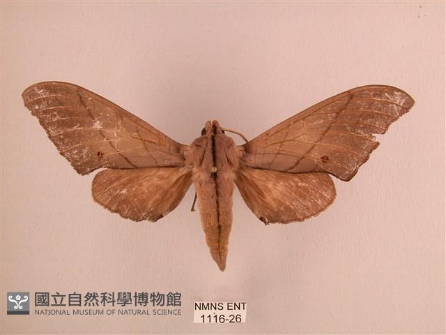 直翅六點天蛾藏品圖，第1張