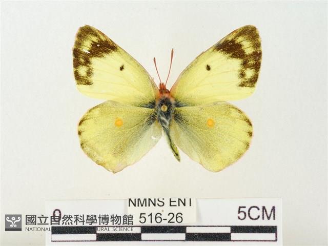 紋黃粉蝶藏品圖，第1張