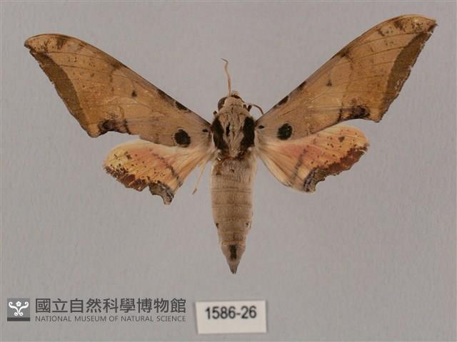 廣東鷹翅天蛾藏品圖，第1張