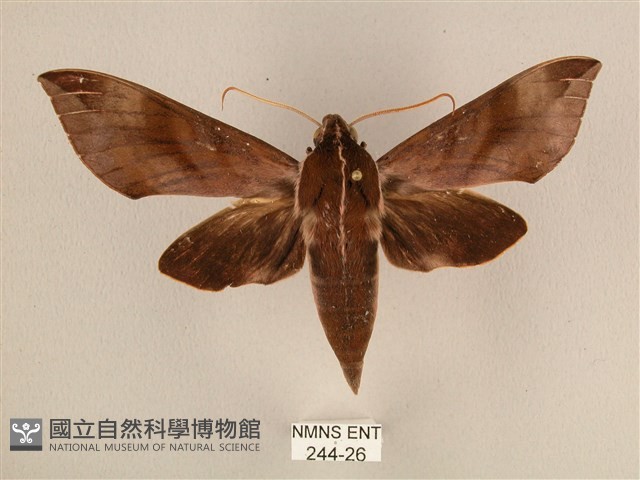 背中白天蛾藏品圖，第1張