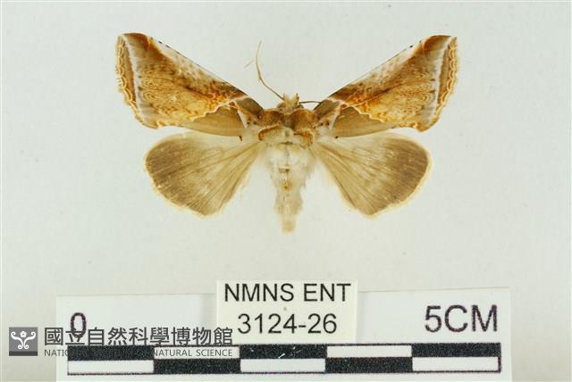 印華波紋蛾藏品圖，第1張