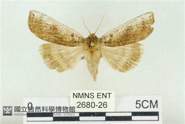 臺洒波紋蛾藏品圖，第1張