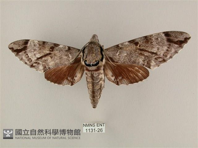 粗斜紋天蛾藏品圖，第1張