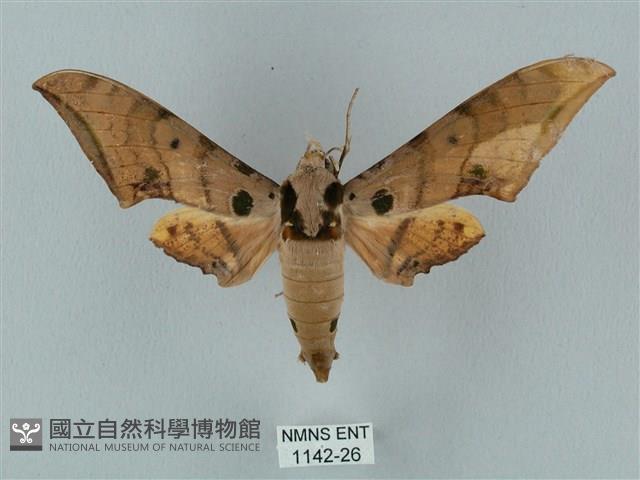 裂斑鷹翅天蛾藏品圖，第1張